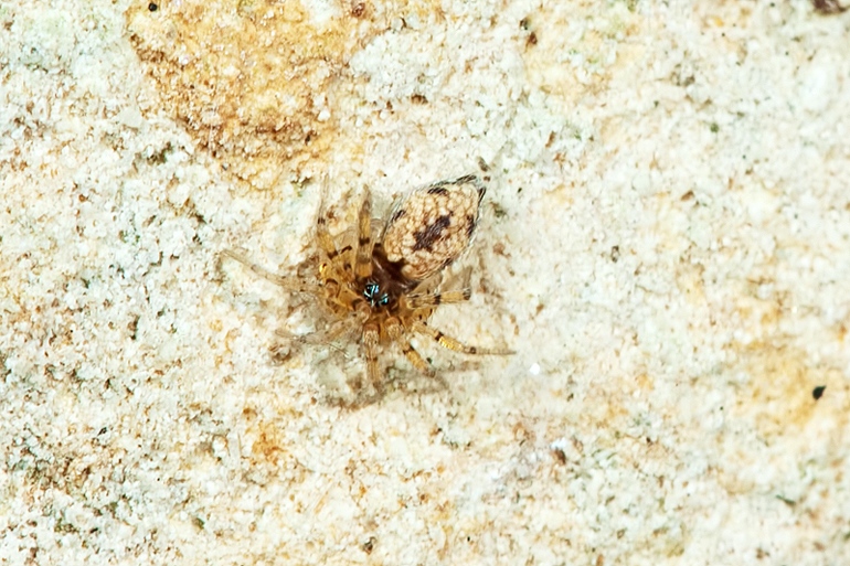 Oecobius sp.; Gnaphosidae